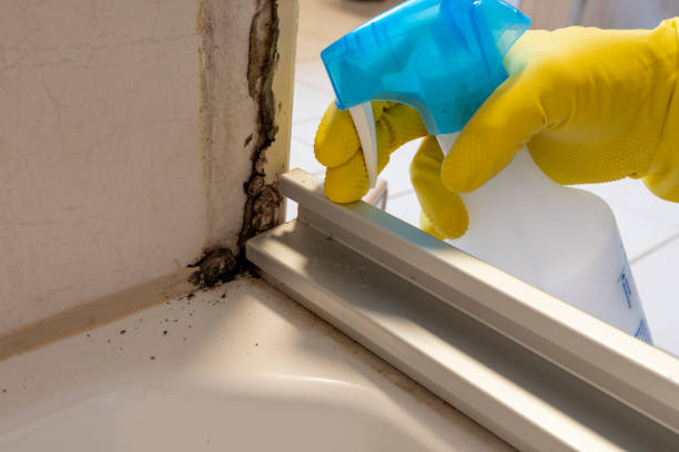 Best Local Mold Removal Service  in Crosby, ND