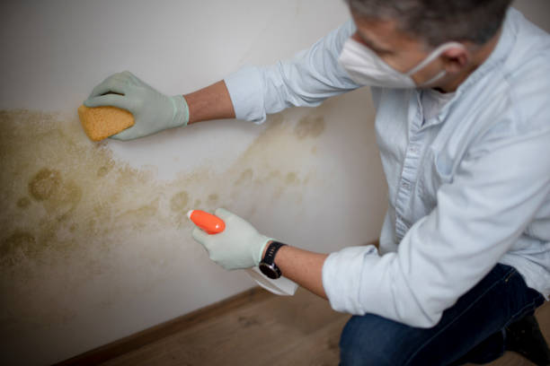 Best Affordable Mold Removal  in Crosby, ND