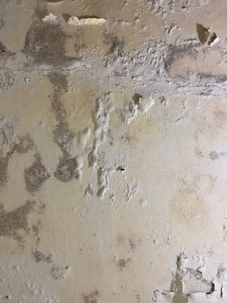 Best Mold Removal Company Near Me  in Crosby, ND