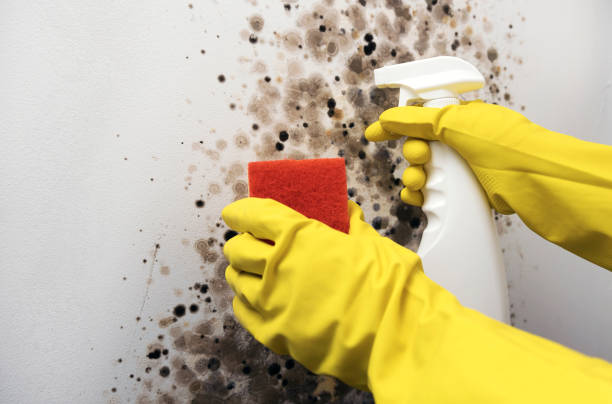 Best Mold Removal Specialists  in Crosby, ND