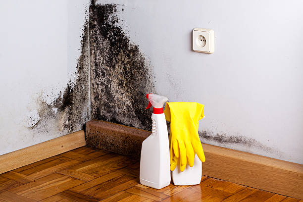Best Mold Remediation  in Crosby, ND