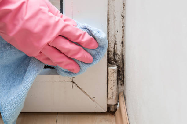 Best Professional Mold Removal  in Crosby, ND