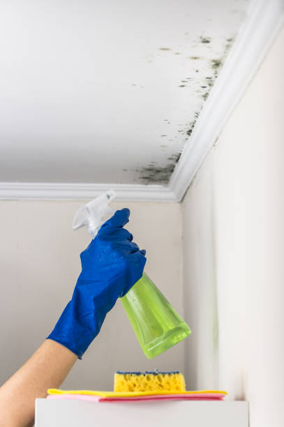 Crosby, ND Mold Removal Company